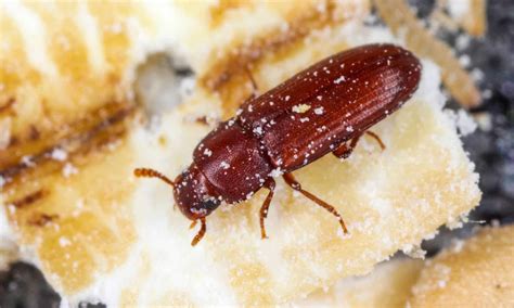 Flour Beetle Insect Facts - A-Z Animals