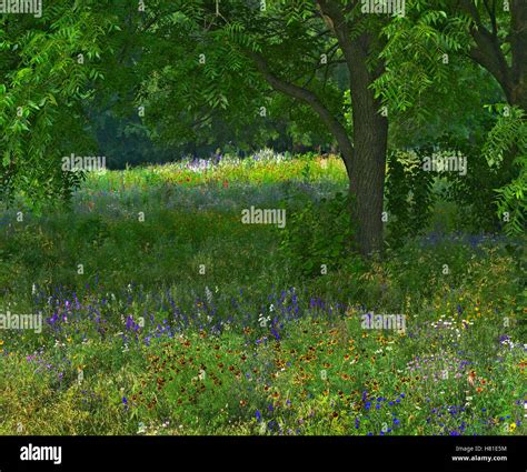 Wildflowers in meadow, Jacksonport State Park, Arkansas Stock Photo - Alamy