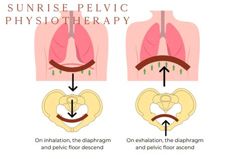 A Guide to Diaphragmatic Breathing and the Pelvic Floor