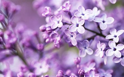 Download Light Purple Lilac Flowers Wallpaper | Wallpapers.com