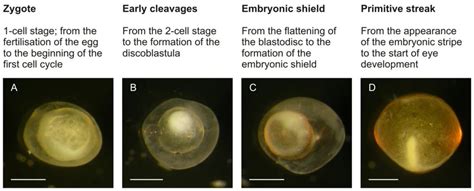 Image result for Embryogenesis Process