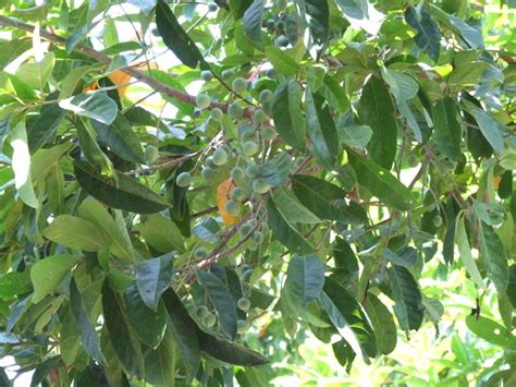 Plantzoin Utrasum bead tree Rudraki Elaeocarpus ganitrus Rudrakhya ...