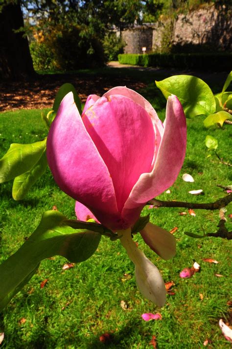 https://flic.kr/p/tcBwG1 | Magnolia | Fota 12/05/15 Magnolia, Rose ...
