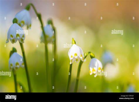 Image result for Spring Snowflake Plant
