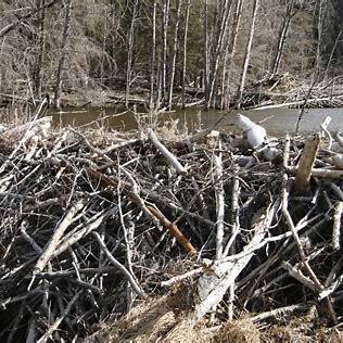Wide beaver dam seen from upstream