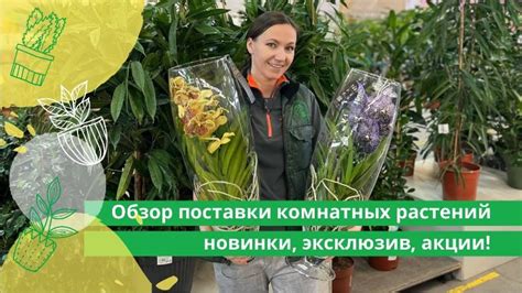 ОБЗОР ПОСТАВКИ КОМНАТНЫХ РАСТЕНИЙ: НОВИНКИ,... | Интересный контент в ...