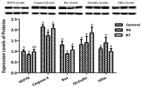 Beneficial Impact and Molecular Mechanism of Bacillus coagulans on ...