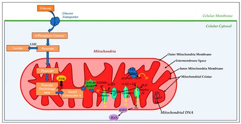 Beneficial Effects of Halogenated Anesthetics in Cardiomyocytes: The ...
