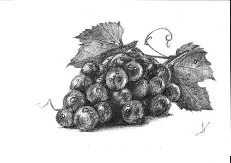 Pencil Drawing Grapes at PaintingValley.com | Explore collection of ...