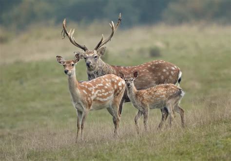 Deer Size Comparison: Just How Big Do the Different Types Get? - NTA Exam