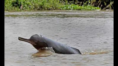 Bengal home to 111 endangered Irrawaddy dolphins, Sundarbans has 108 ...