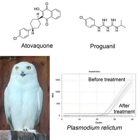 A Safe and Effective Atovaquone-Proguanil Therapeutic Protocol for the ...