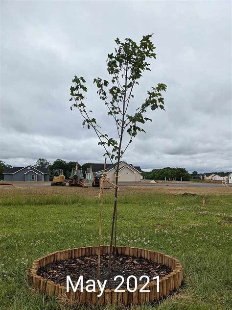 Red Maple Fast Growing 的图像结果