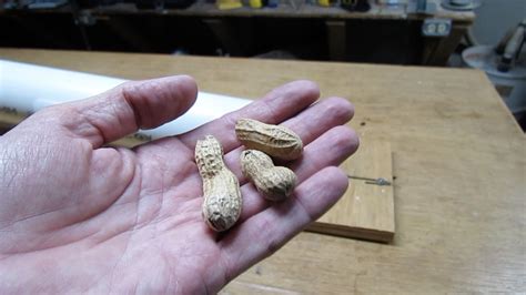 Image result for PVC Squirrel Trap