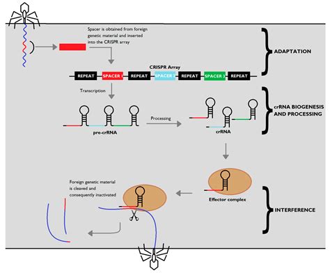 CRISPR-Cas: Converting A Bacterial Defence Mechanism into A State-of-the-Art Genetic ...