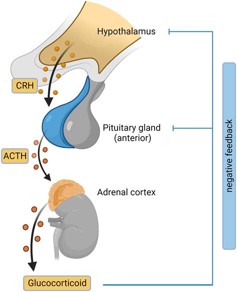 Adrenal Insufficiency Diagram
