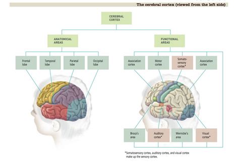 Cortex 的图像结果
