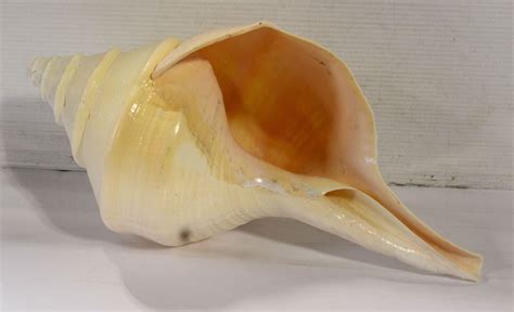 Image result for Large Conch Shell