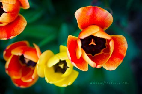 Spring Flower 的图像结果