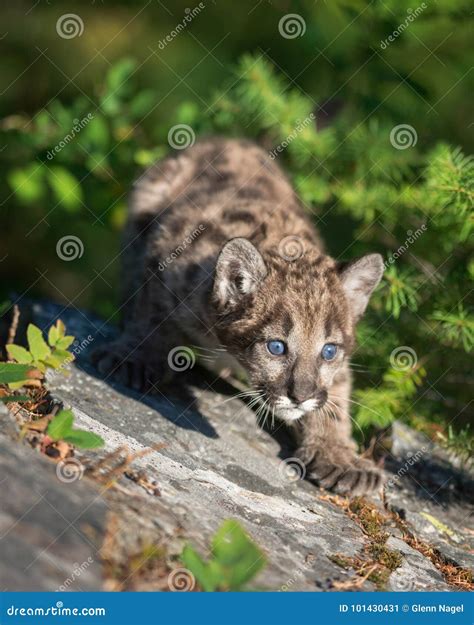 Mountain lion cub stock image. Image of outdoors, prowling - 101430431