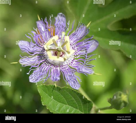 Beautiful purple Passion Flower or Passion Vine (Passiflora incarnata ...