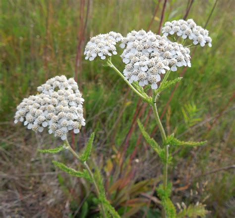 Beauty Of Flowers: Common Yarrow