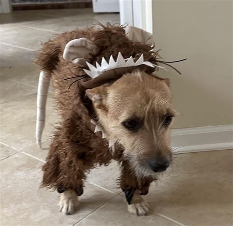 Image result for Rous Princess Bride