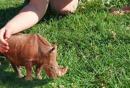 Image result for Baby Pygmy Rhino