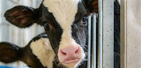 Eating Babies: The Ugly Truth About the Veal Industry