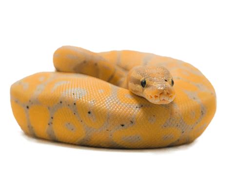 Anaconda PNG Transparent with No Background (16) - Photo #6458 - BiNps ...