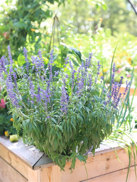 Which Herbs Are Perennials? • Gardenary