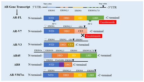 The Crucial Role of AR-V7 in Enzalutamide-Resistance of Castration-Resistant Prostate Cancer