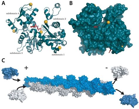 4 A single actin monomer is depicted in a ribbon representation (A) and ...