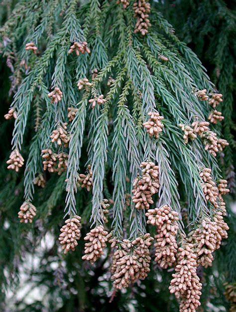 Kadife Çamı Yetiştiriciliği