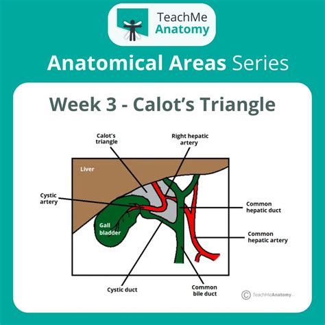 Calots Triangle