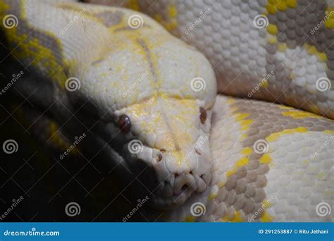 Image result for Reticulated Python Snake