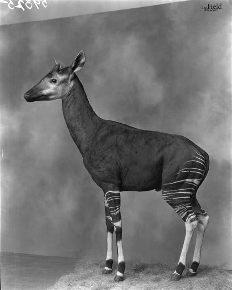 Okapi 的图像结果