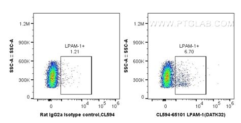 LPAM-1 antibody (CL594-65101) | Proteintech