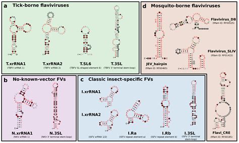 Functional RNA Structures in the 3′UTR of Tick-Borne, Insect-Specific ...