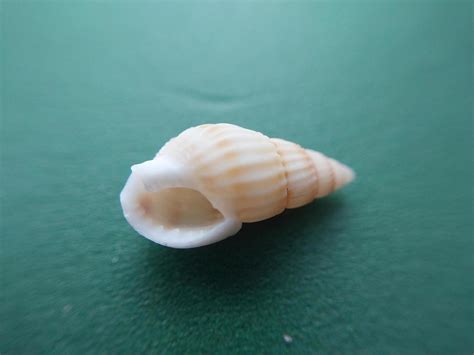 Image result for Small Shells