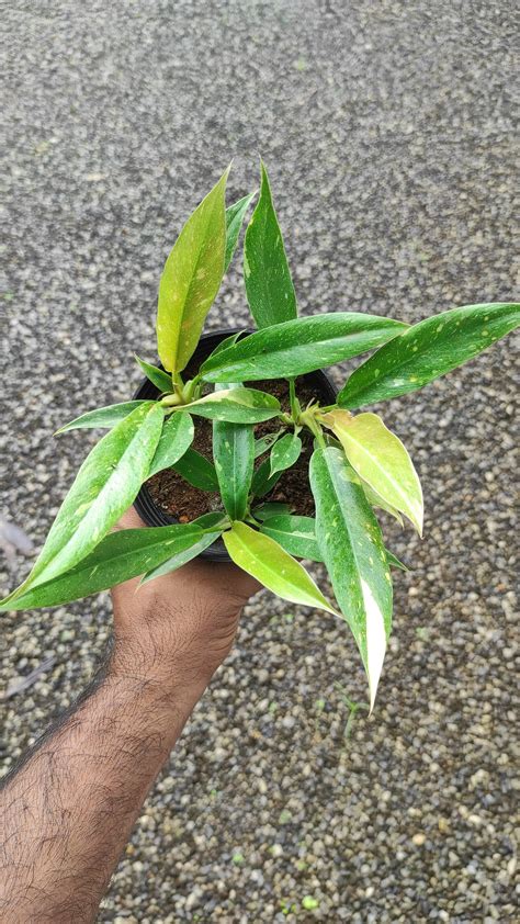 Philodendron Variegated Ring of Fire 'Juvenile': Buy Plant Online In ...