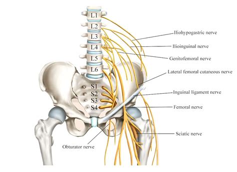 Lumbosacral Radiculopathy — Physio Express
