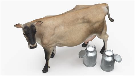 Jersey Heifer and Milk Bucket 3D model | 3D Molier International