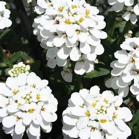Buy Candytuft White Color Flower Seeds | Hobbyplus.in | Free Shipping