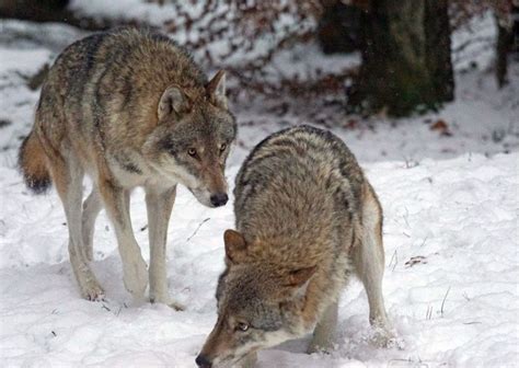 Wolves Copulating 的图像结果