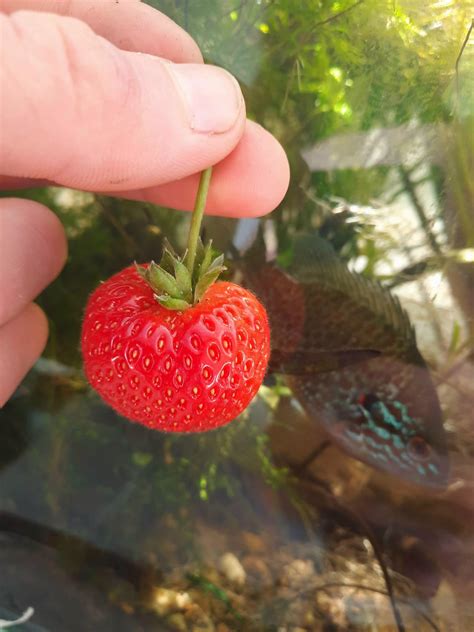 harvested my first hydroponic fishtank strawberry. : r/Aquariums