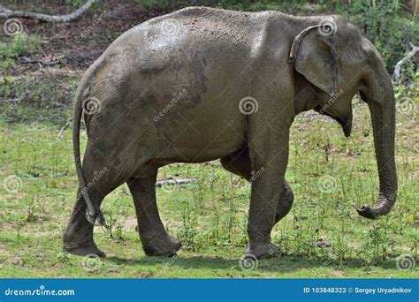The Male of Sri Lankan Elephant. Stock Image - Image of male, asian ...