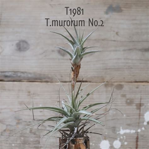 【送料無料】latifolia v latifolia N0.2 (murorum No.2)〔エアプランツ〕現品発送T1981 ...