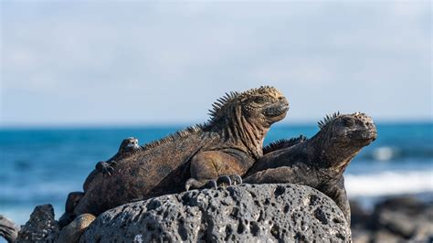 Bing image: Marine iguanas, Galápagos Islands, Ecuador - Bing Wallpaper ...