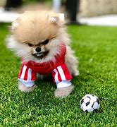 Image result for Cute Little Puppy
